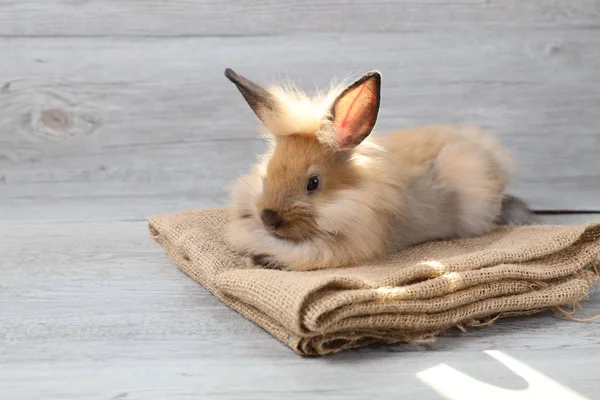 用木料做麻布的可爱的棕色兔子 — 图库照片