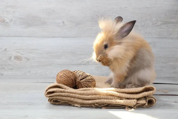 Niedlichen Braunen Osterhasen Auf Sacktuch Mit Holz Hintergrund — Stockfoto