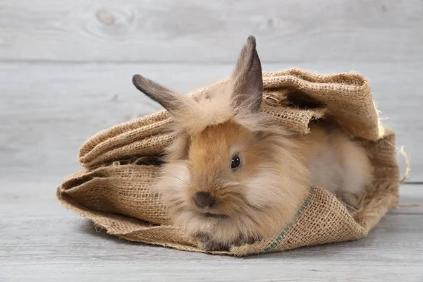 用木料做麻布的可爱的棕色兔子 — 图库照片