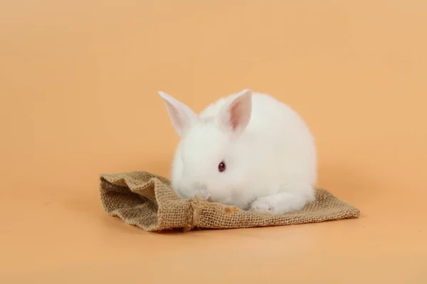 Милый белый пасхальный кролик на мешковине с оранжевым фоном — стоковое фото