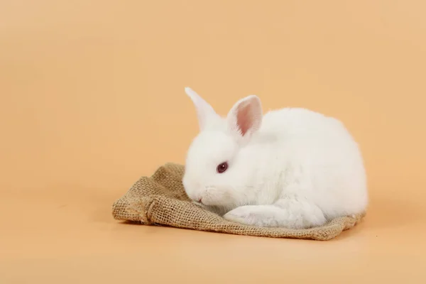 Cute white easter bunny rabbit on sackcloth with orange background — Stock Photo, Image
