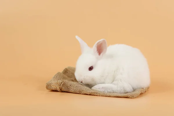 Niedlichen weißen Osterhasen auf Sacktuch mit orangefarbenem Hintergrund — Stockfoto