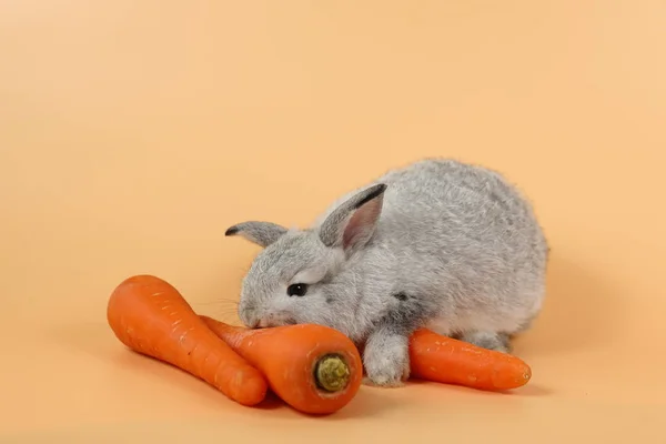 Bebek şirin kahverengi paskalya tavşanı turuncu arka planda havuç yiyor. — Stok fotoğraf
