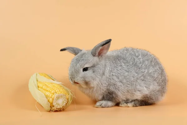 Baby niedlichen braunen Osterhasen Kaninchen essen Mais auf orangefarbenem Hintergrund — Stockfoto