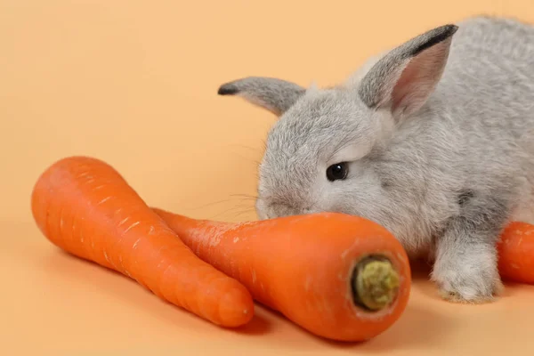 Närbild bebis söt brun påskharen kanin eatting morötter på Orange bakgrund — Stockfoto