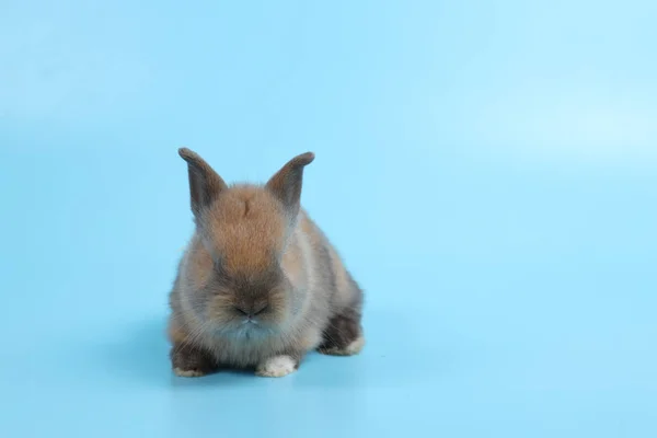 Baby cute brown easter bunny rabbit on blue background and left copy space — Stock Photo, Image