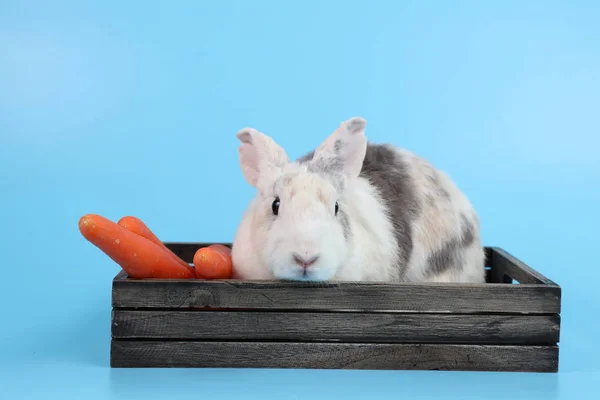 Ahşap kutu ve mavi arka plan ile havuç genç sevimli beyaz ve gri paskalya tavşan tavşan — Stok fotoğraf