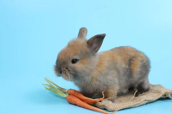 Junge niedliche braune Osterhasen mit Karotten auf blauem Hintergrund — Stockfoto