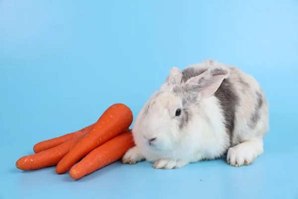 Ung söt vit och grå påsk kanin med liktornar på blå bakgrund — Stockfoto