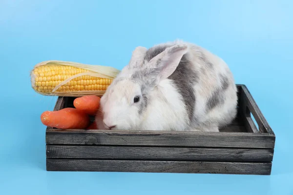 Ung söt vit och grå påsk kanin i trälåda och morötter och liktornar med blå bakgrund — Stockfoto
