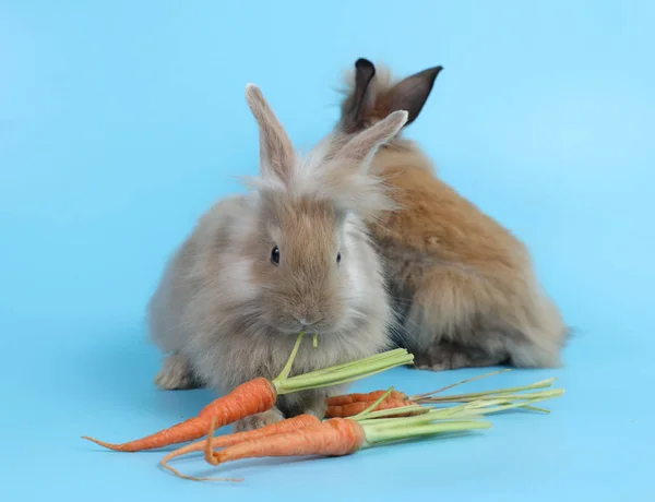Genç, kahverengi paskalya tavşanı mavi arka planda havuç yiyor. — Stok fotoğraf