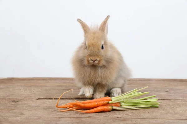 Söt brun påskharen kanin på trä med morötter och vit bakgrund — Stockfoto