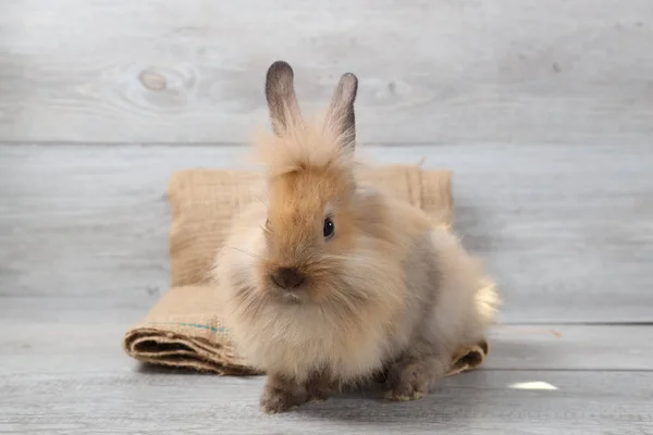 Cute brown easter bunny rabbit on sackcloth with wood background — Stock Photo, Image