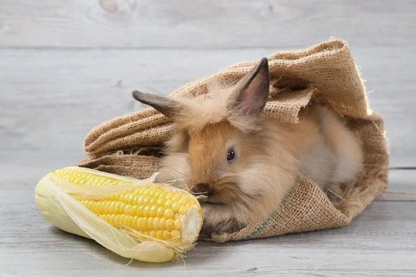 用玉米和木做背衬 把可爱的棕色兔子用麻布包在一起 — 图库照片