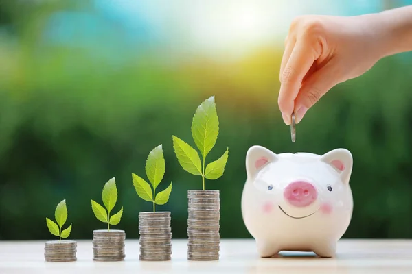 Woman hand putting coin into pink piggy bank on wooden desk with plant grow on stacking coin, meaning of growing or saving money. Business investment and saving growth for advertising concept.