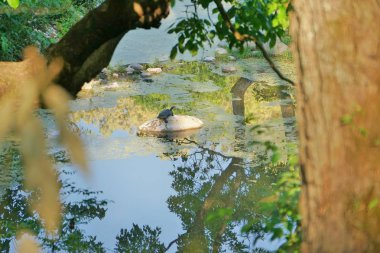 bir kaplumbağa nehrin ortasında bir taş üzerinde oturuyor