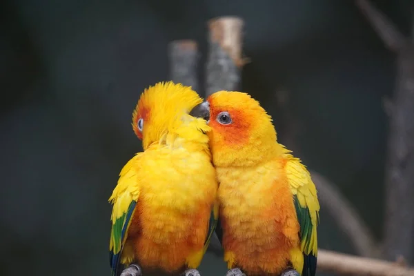 Dois Pássaros Encantadores Envolvidos Com Outro — Fotografia de Stock