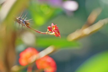 küçük kırmızı çiçek dikenler ile parlayan