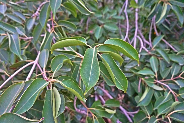 Primer plano de las hojas del árbol de bayas en un día —  Fotos de Stock