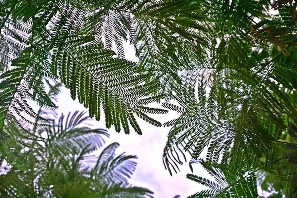 皇家波因西亚纳树叶在白天制作纹理 — 图库照片