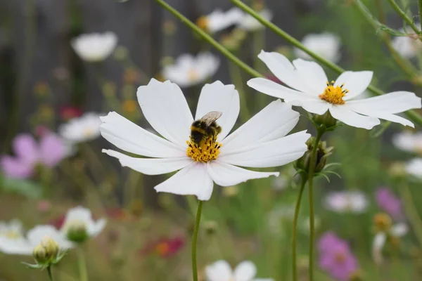 Il calabrone in un campo raccoglie il nettare da un fiore bianco — Foto Stock