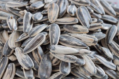 ayçiçeği tohumu üzerine beyaz izole