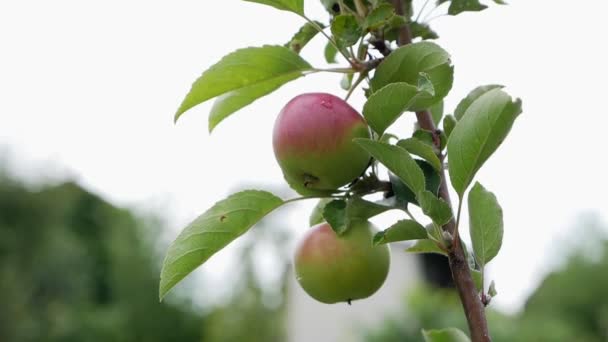 Μήλο Ένα Κλαδί Ταλαντεύεται Στον Άνεμο — Αρχείο Βίντεο
