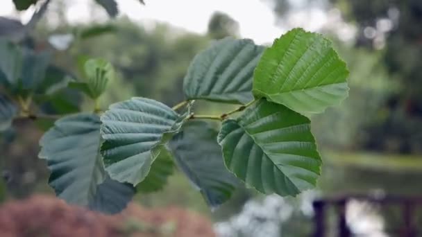Les feuilles de tremble balancent dans le vent 
