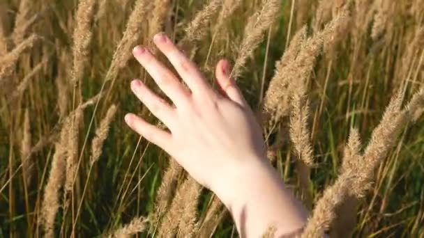 Hand Schwankt Stacheln Von Pflanzen — Stockvideo