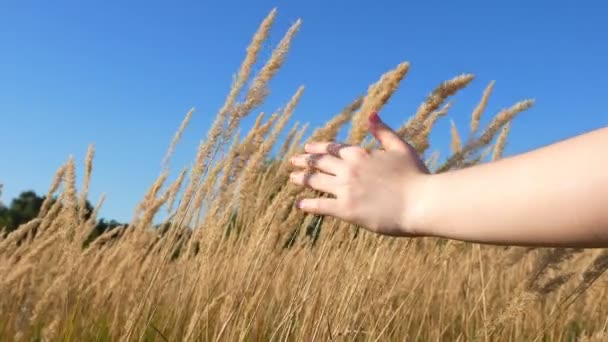 Hand Schwankt Stacheln Von Pflanzen — Stockvideo