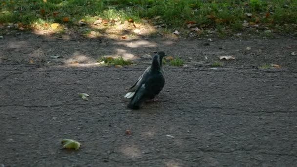 นกพ ราบสองต วเด นไปตามเส นทางในสวนสาธารณะเหม อนพ — วีดีโอสต็อก
