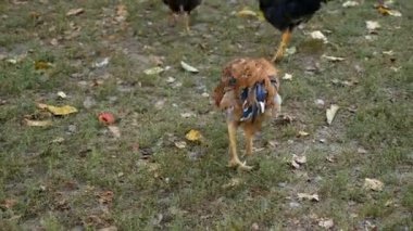 Köyde hens tahıl gagalama
