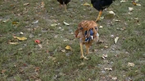 Gallinas Pueblo Picoteando Grano — Vídeos de Stock