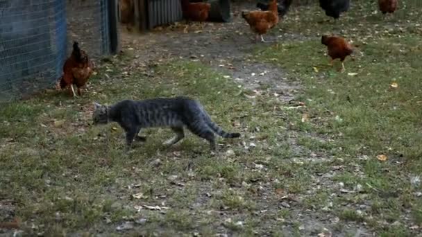 村の灰猫が所有物の周りを回る — ストック動画