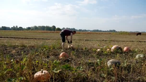 Man Collects Pumpkins Field Sunny Day Work Hands — Stock Video