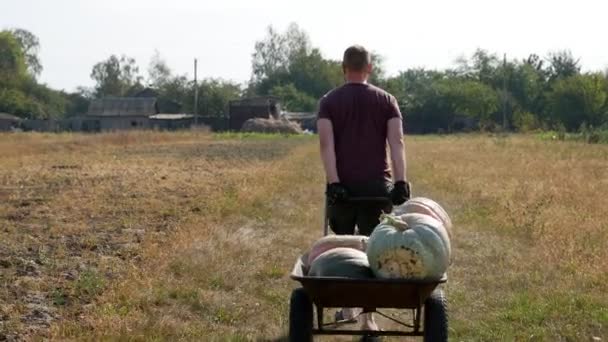 Man Drags His Own Hands Wheelbarrow Vegetables Field Sunny Day — Stock Video