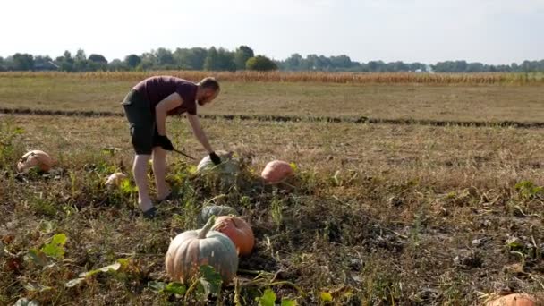 남자가 밭에서 호박을 수집합니다 화창한 손으로 — 비디오