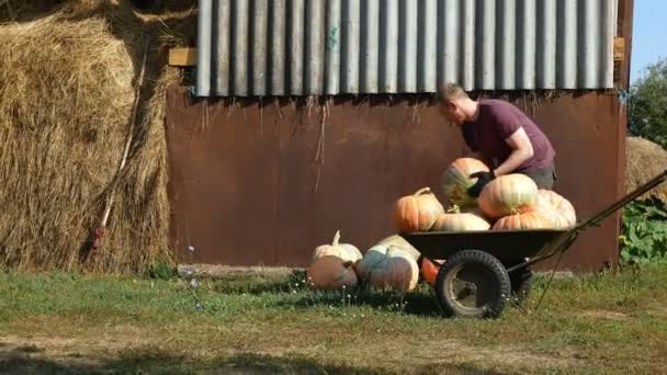 Uomo Raccoglie Zucche Campo Giornata Sole Lavoro Con Mani — Video Stock