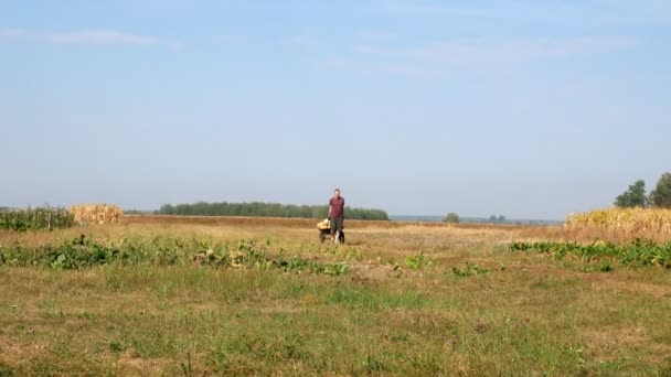 Man Drags His Own Hands Wheelbarrow Vegetables Field Sunny Day — Stock Video