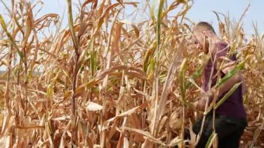 Bir adam tarlada elleriyle mısır toplar. Güneşli bir gün. Elleriyle çalış..