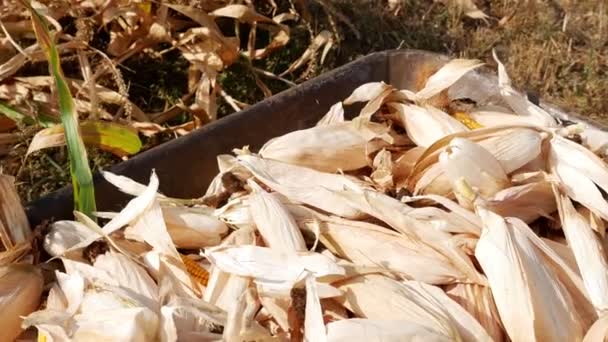 Nahaufnahme Ungeschälten Mais Liegt Einem Haufen Werfen Sie Mehr — Stockvideo