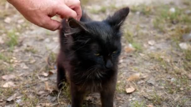 Fekete Macska Simogatta Elégedett Purrs — Stock videók