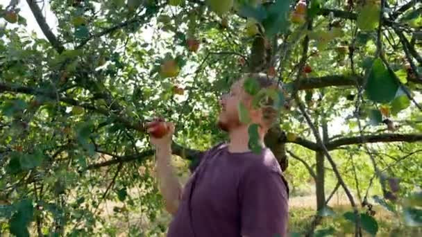 Homme Cueille Des Pommes Dans Arbre Jour Été — Video