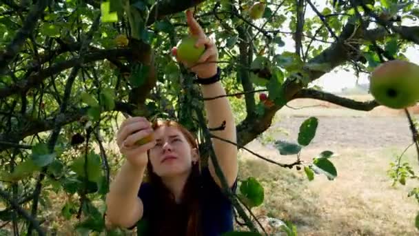 Una Chica Enrojecida Recoge Manzanas Árbol Día Verano — Vídeo de stock