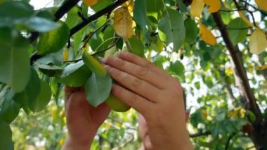  Adam bir ağaçtan elma toplar. Yaz günü