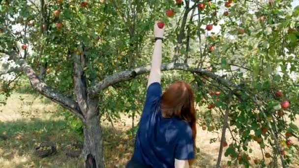 Una Chica Enrojecida Recoge Manzanas Árbol Día Verano — Vídeo de stock