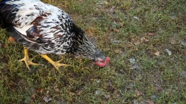 Hens Village Pecking Grain — Stock Video