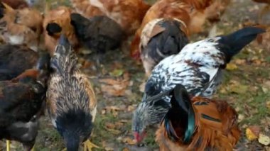 Köyde hens tahıl gagalama