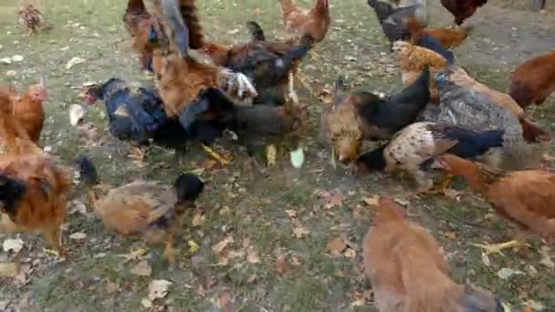 Galinhas Aldeia Bicando Grãos — Vídeo de Stock