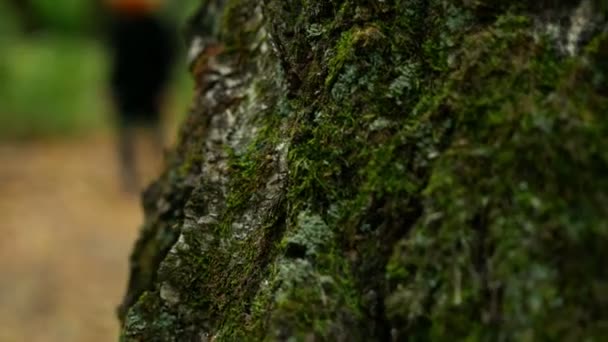 Halloween Sbirciando Dietro Albero Puoi Vedere Una Passeggiata Con Testa — Video Stock